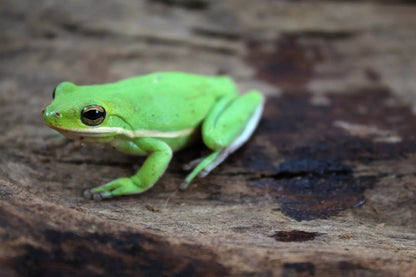 Green Tree Frogs