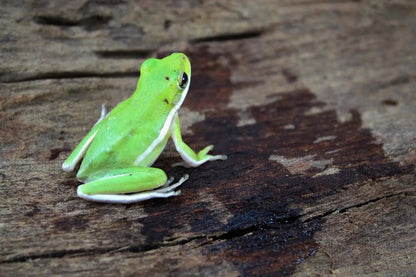 Green Tree Frogs