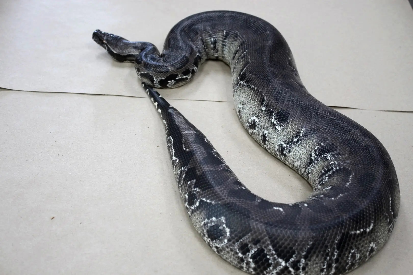 Subadult Black Blood Python - All Reptiles