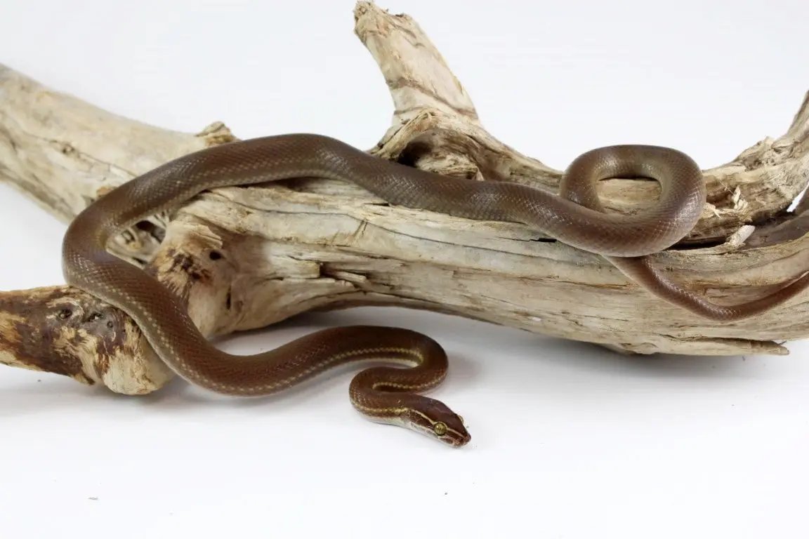 African House Snake - Lined Phase - All Reptiles