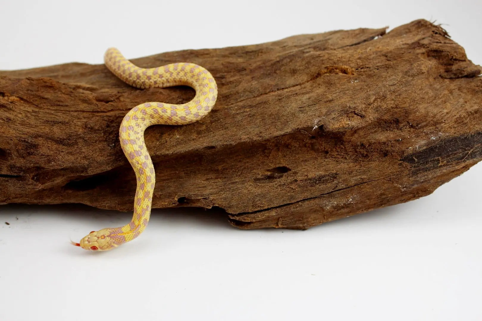 Albino Texas Checkered Garter Snake - All Reptiles