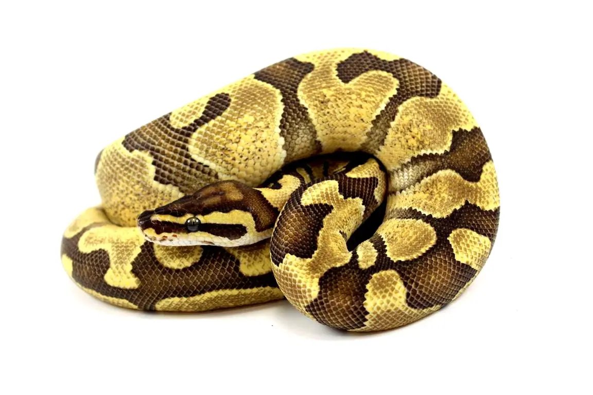 Enchi Fire Yellow Belly Ball Python – All Reptiles