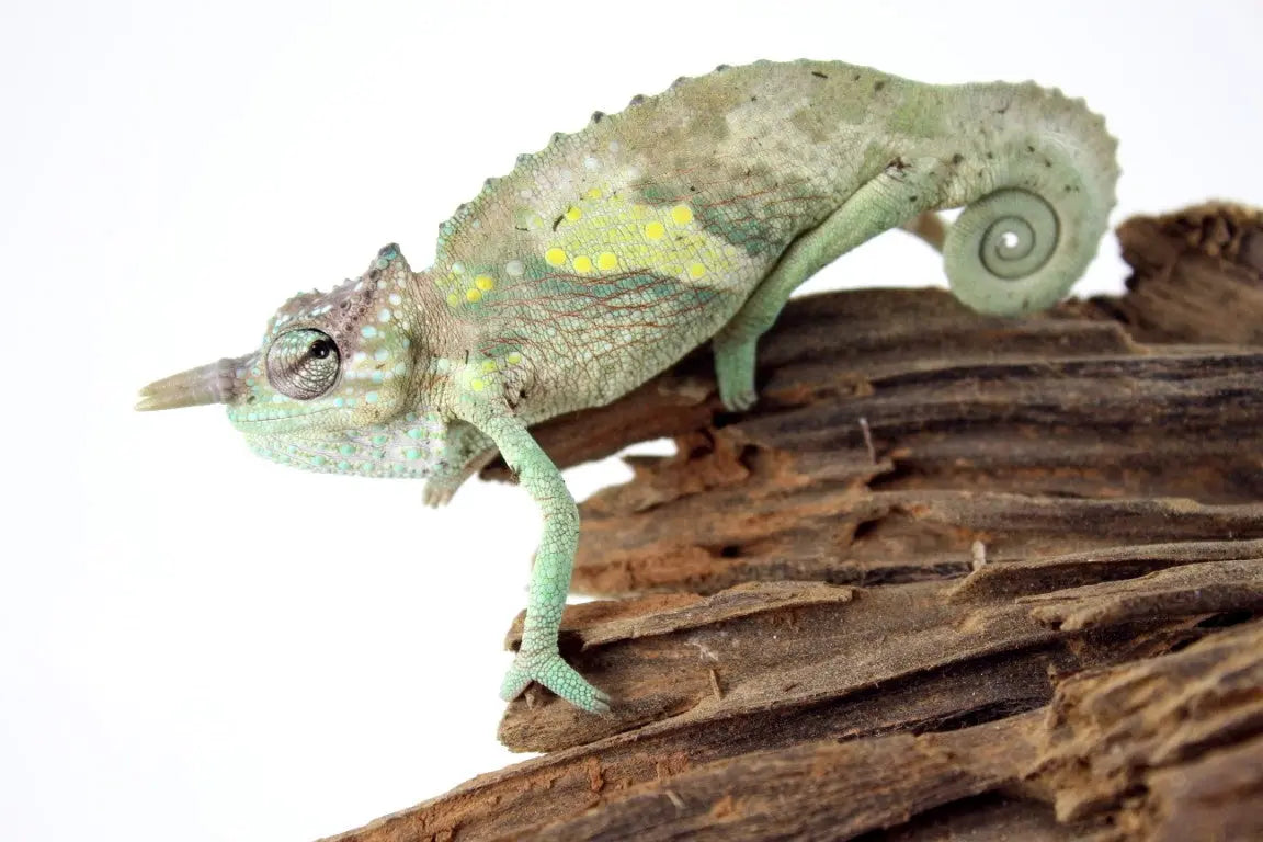 Discover Chameleons: Nature's Colorful Masters – All Reptiles