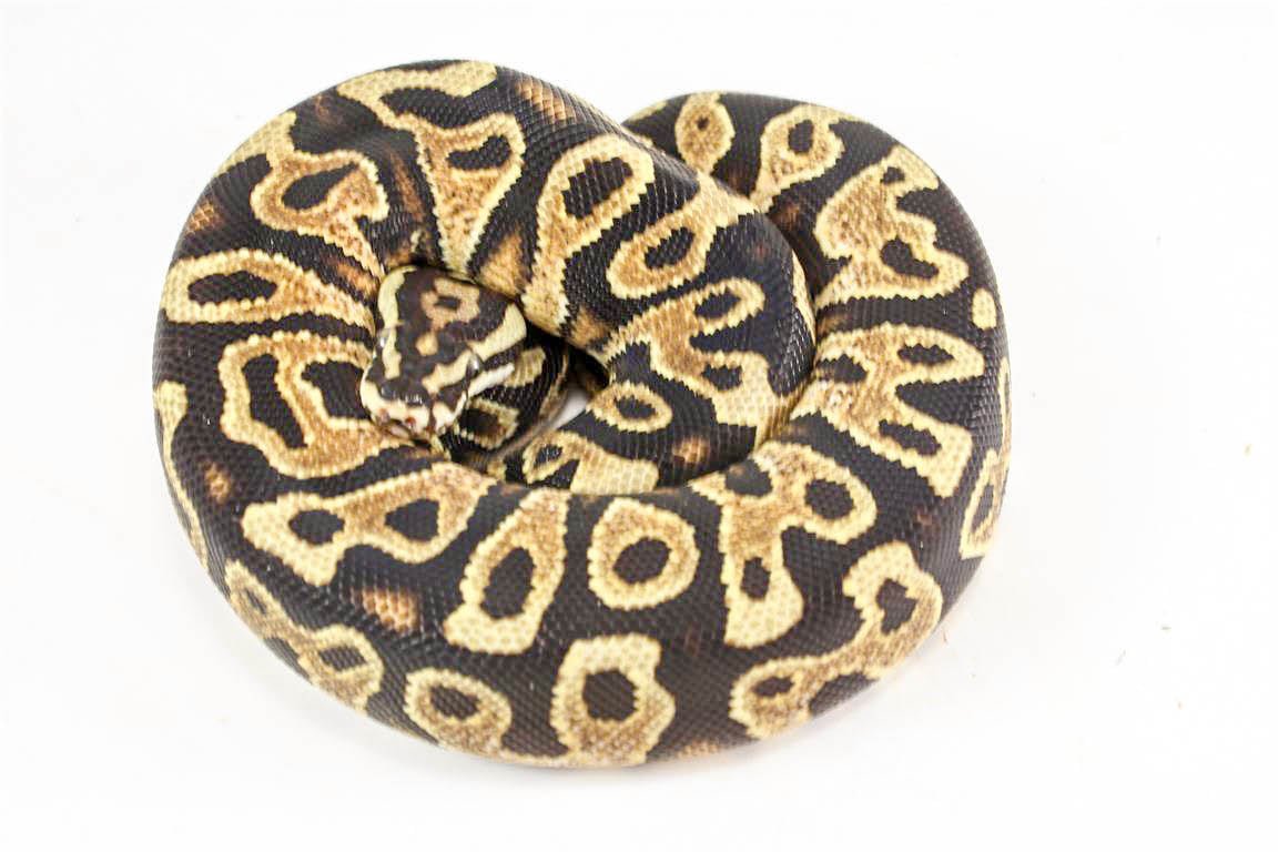 Spotnose Yellow Belly Ball Python - All Reptiles