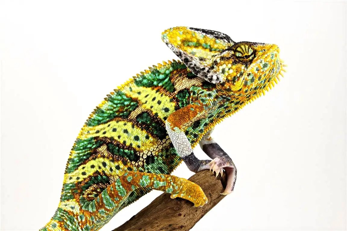 Translucent Veiled Chameleon - All Reptiles