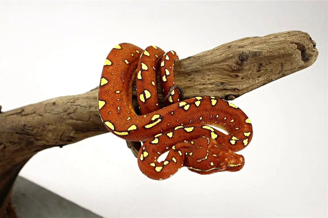 CB Green Tree Python Manokawri All Reptiles