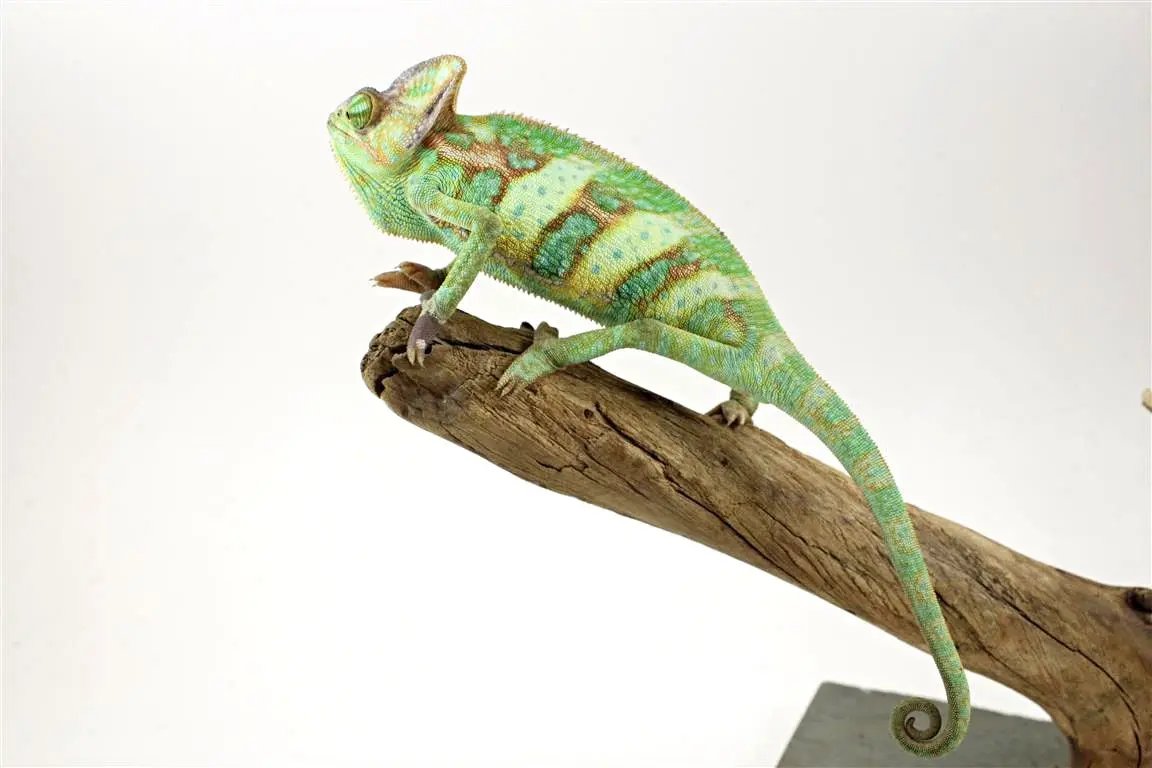 ニッタンプロフ確認　Chameleons of Africa ニッタンプロフ確認 Chameleons of Africa ニッタンプロフ確認