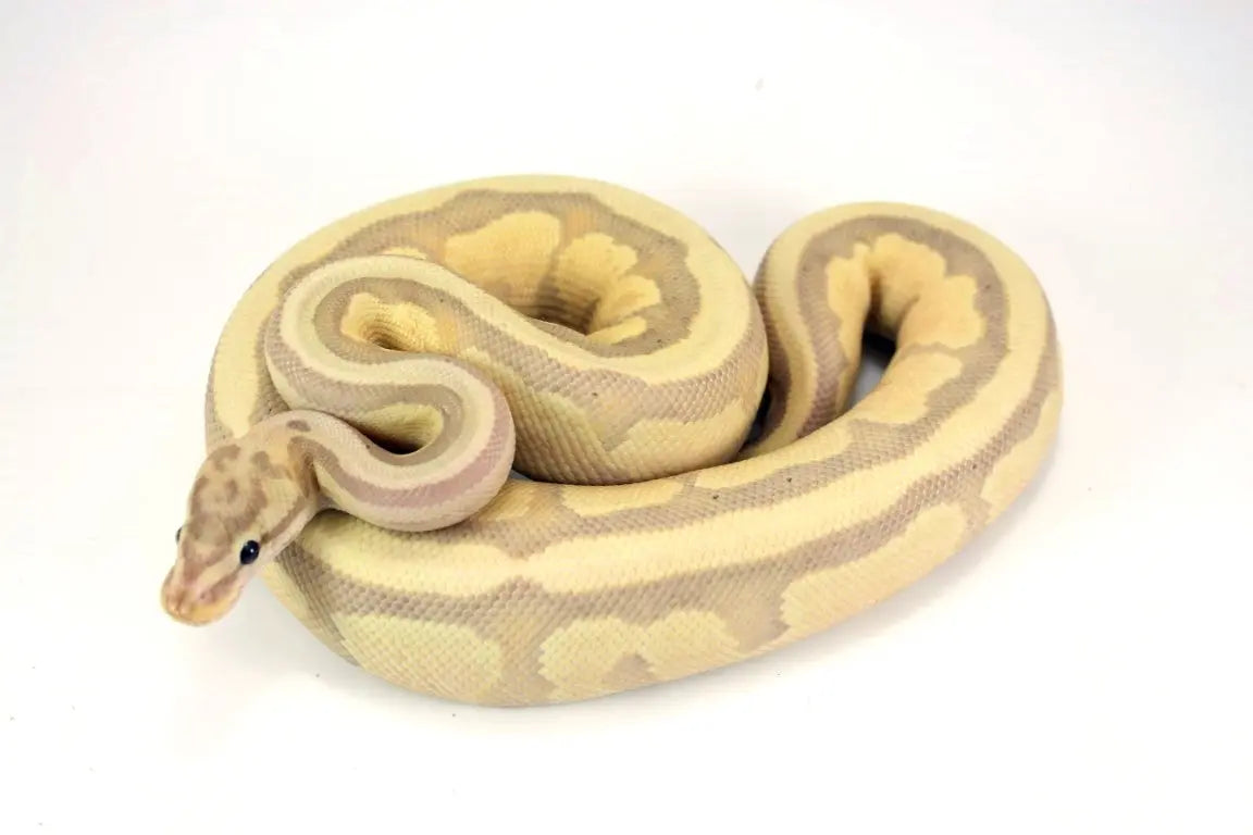 Banana Lesser Super Specter Ball Python - All Reptiles