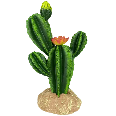Komodo Flower Cactus