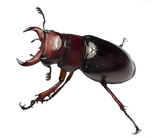 l_capreolus