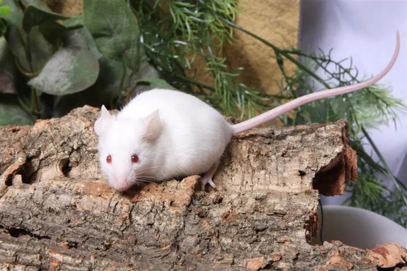 mice1_1