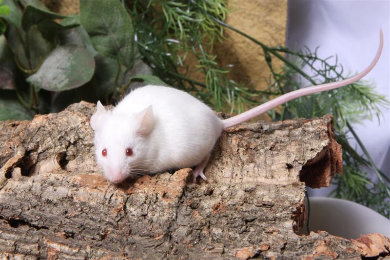 mice1_1