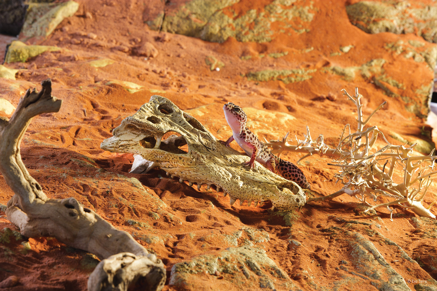 pt2856_crocodile_skull_desert