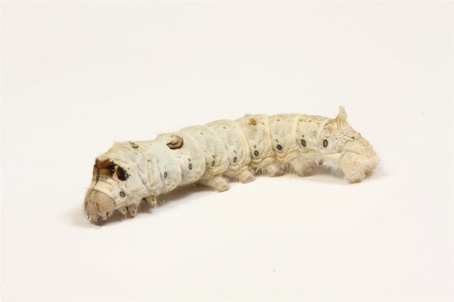 silkworm4
