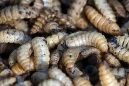 Black Soldier Fly Larvae