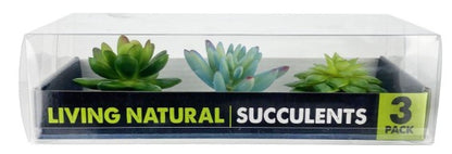 Komodo Succulents 3pk