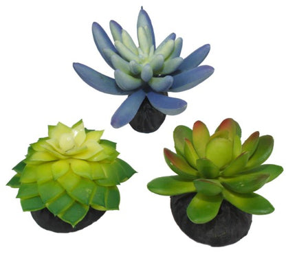 Komodo Succulents 3pk