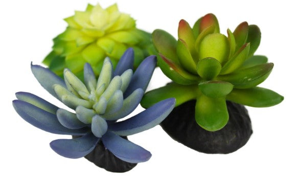 Komodo Succulents 3pk