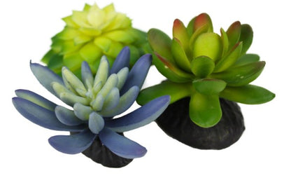 Komodo Succulents 3pk