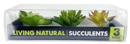 Komodo Succulents 3pk