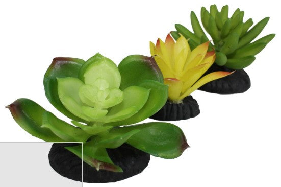 Komodo Succulents 3pk