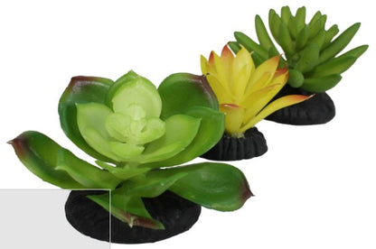 Komodo Succulents 3pk