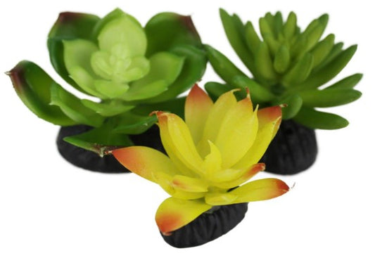 Komodo Succulents 3pk