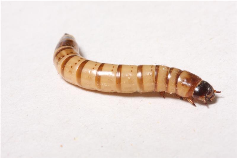 superworm