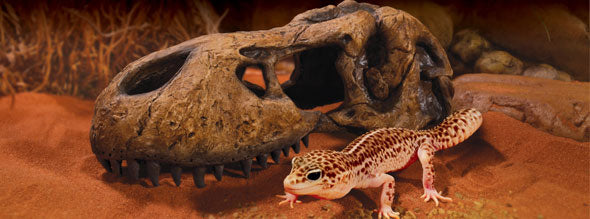 t_rex_skull_banner