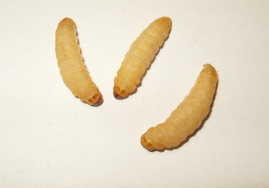 wax_worms