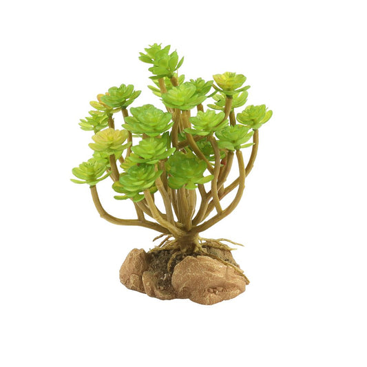 ZM Desert Tree Houseleek