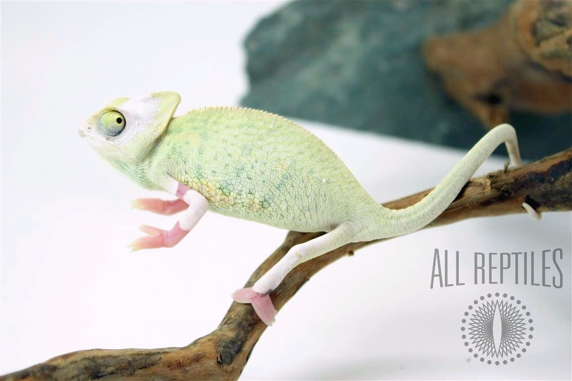 High White Translucent Veiled Chameleon