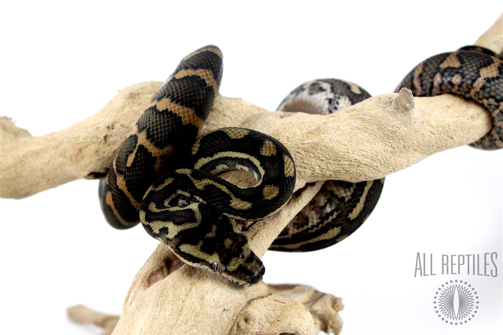 Carpet Python (Sibling)