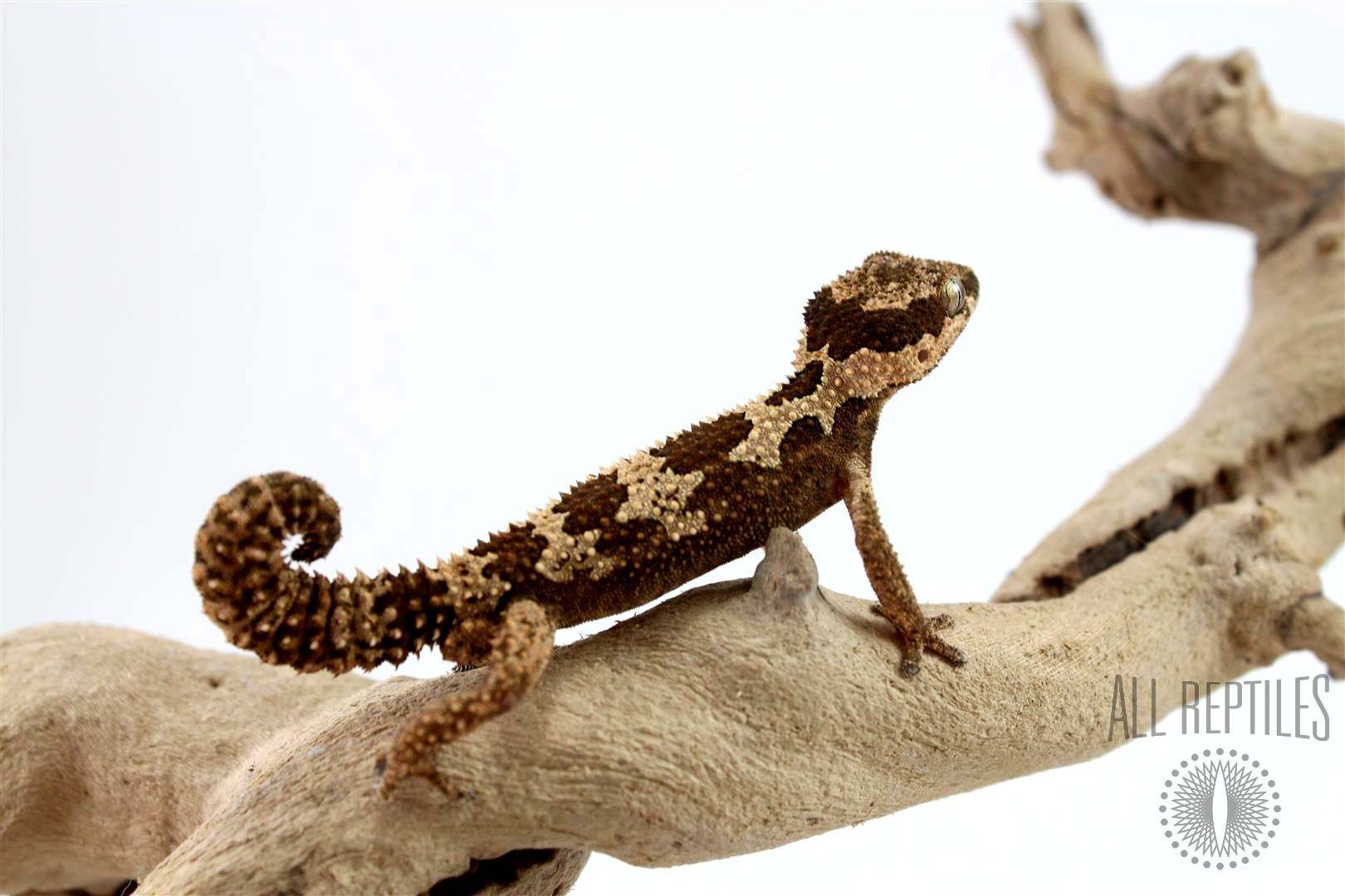 Rough Thick Tailed Gecko