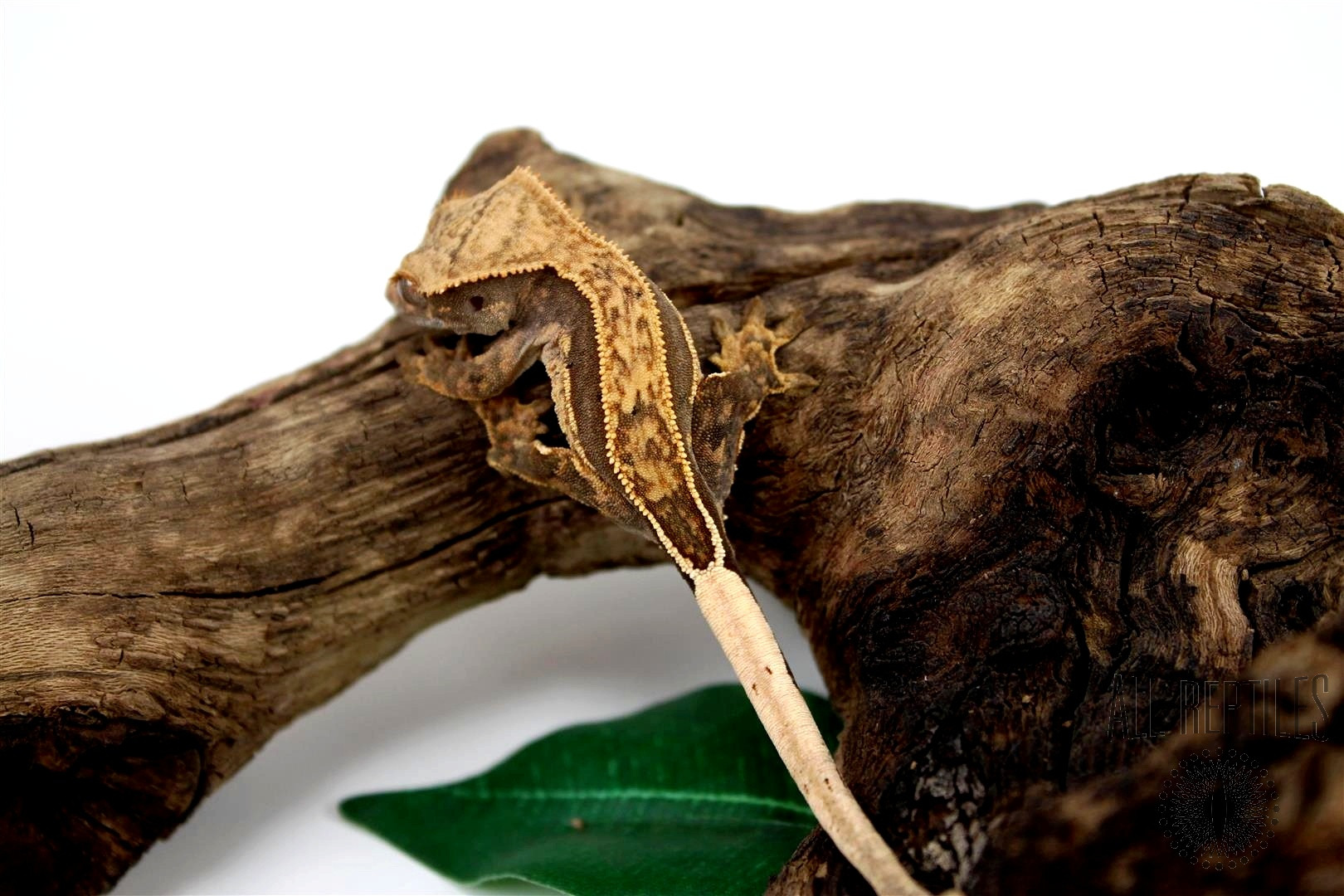 Quad Stripe Crested Gecko