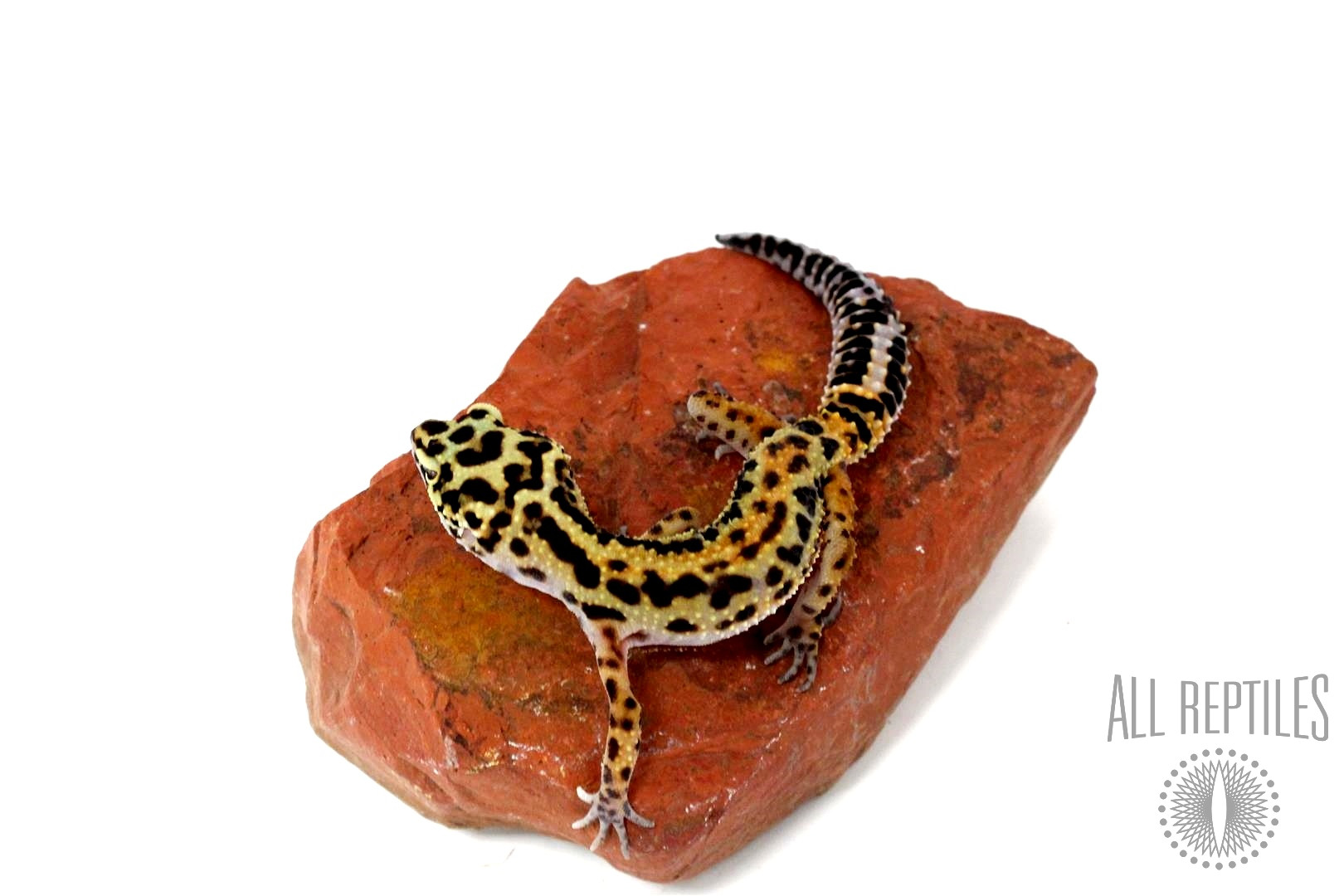 Red Stripe Leopard Gecko