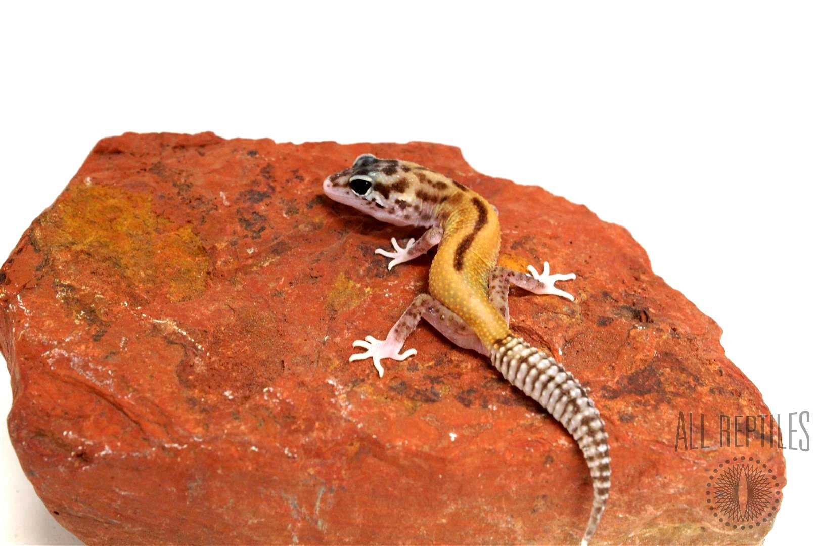 Red Stripe Eclipse Leopard Gecko