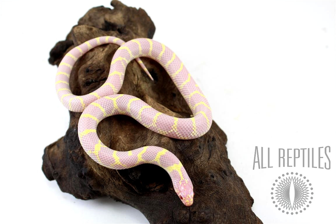 Albino Desert Kingsnake