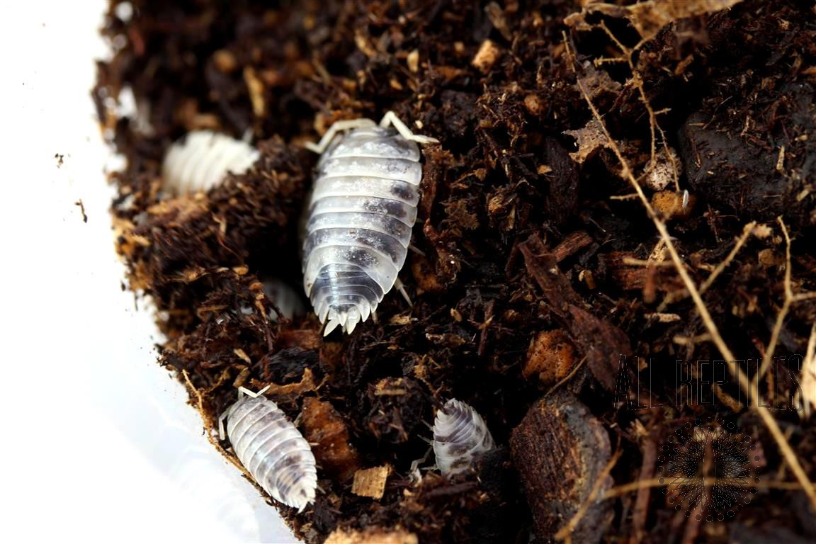 Dairy Cow Isopods