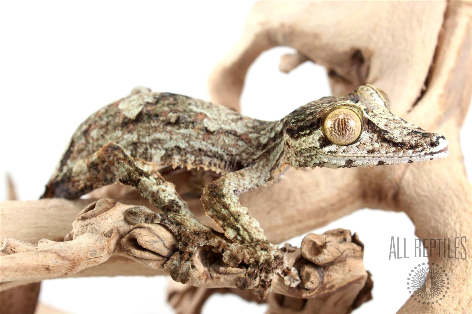 Fimbriatus Leaf Tail Gecko