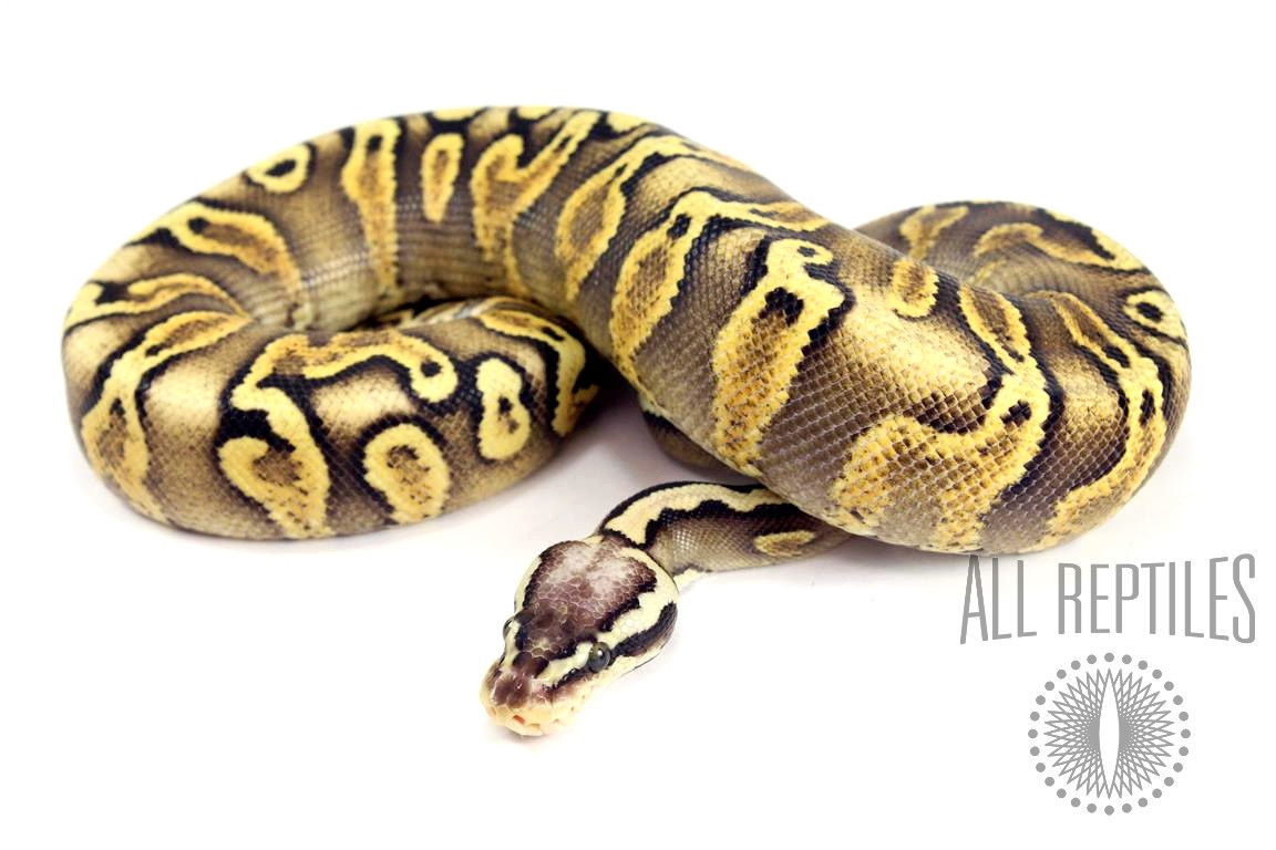 Pastel GHI Yellow Belly Ball Python