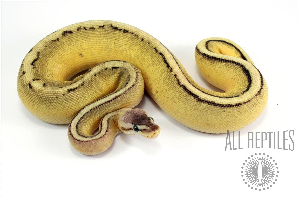 Pastel Genetic Stripe Spark Ball Python