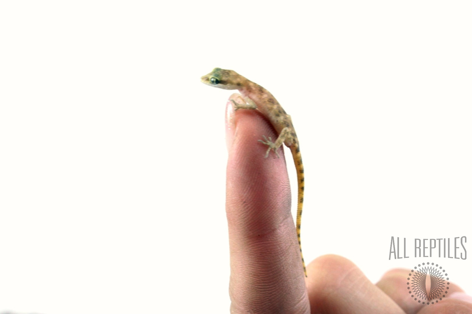 Steudner's Pygmy Gecko