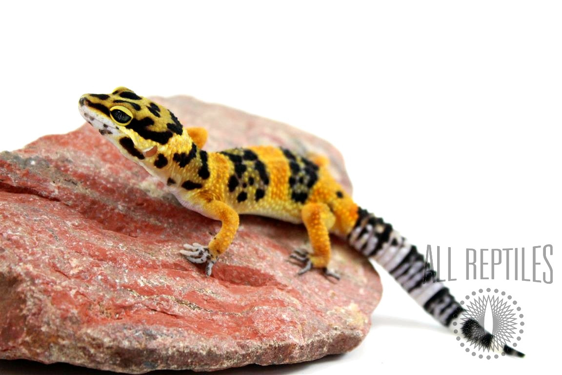 Calico Firefox Leopard Gecko