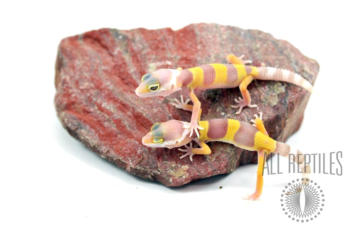 Pastel Albino Leopard Gecko