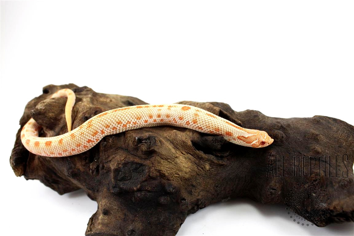 High Orange Albino Conda Hognose Snake - Male