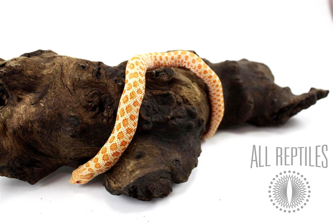 High Orange Albino Hognose Snake - Female