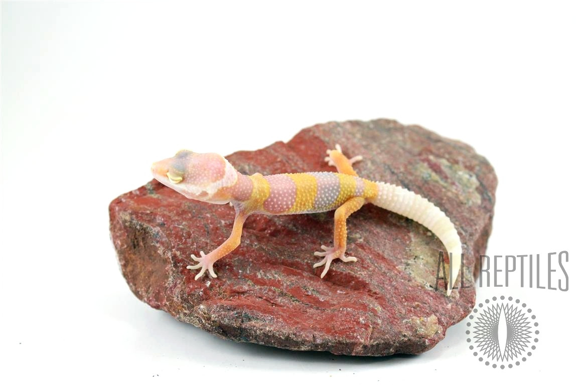 Bubblegum Albino Leopard Gecko