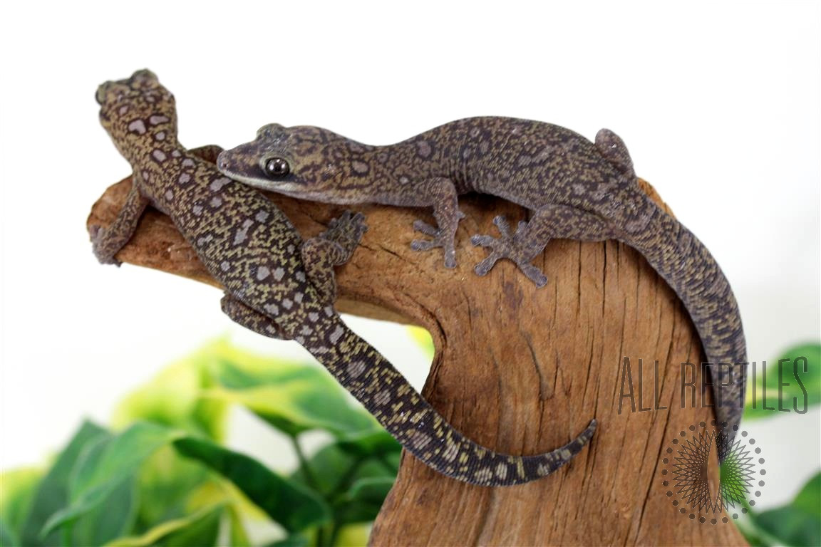 CB Australian Velvet Geckos