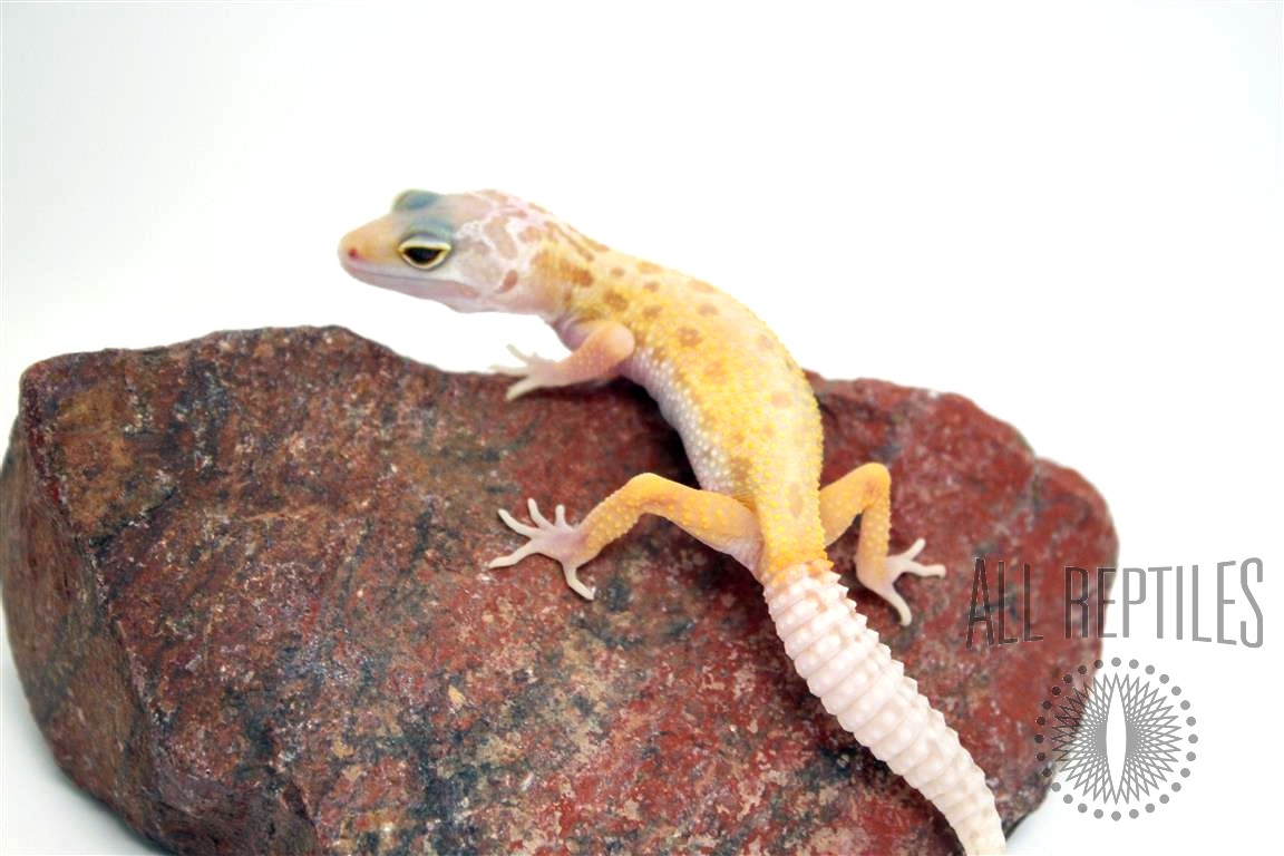 Lemon Leucistic Leopard Gecko